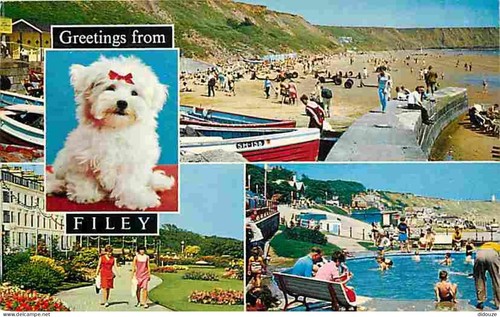 Carte postale animaux - carte,