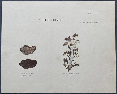 Herbier truffes lichen - herbier,