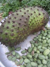 ♫ COROSSOLIER -Annona muricata ♫ +Graines+ ♫ Corossol Fruit Gustatif ou Bonzaï ♫