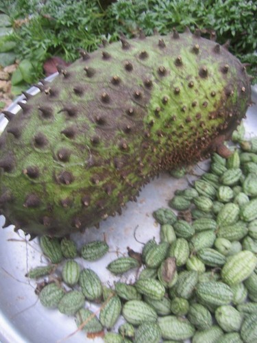 Corossolier annona - ♫, -annona