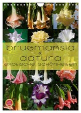 Brugmansia & Datura - des beautés exotiques (Calendrier mural 2026 DIN A4 vertic