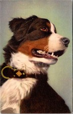 Swiss Mountain Dog Berner Sennenhund Bouvier Bernois Vintage Postcard B13