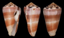 Collectible Shell: Conus gauguini Rare (58mm - F+++)