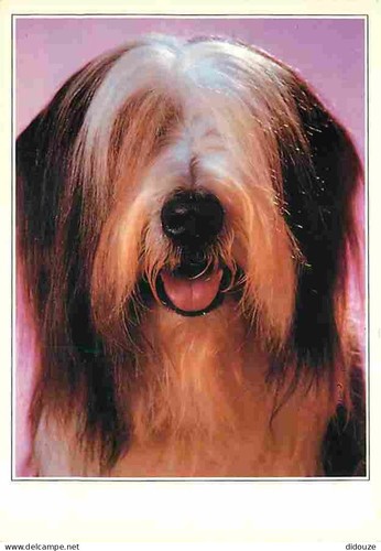 Carte postale animaux - postale,