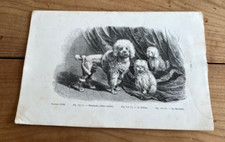 gravure ancienne chien N66 chien caniche le bichon le havanais