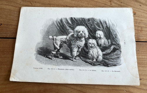 Gravure ancienne chien - chien, n66