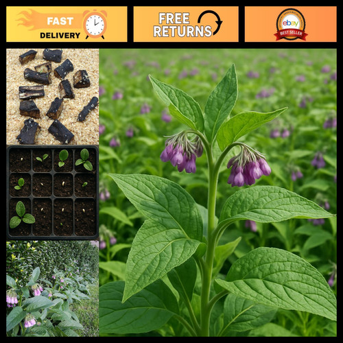 Comfrey root cuttings 12 - cuttings,