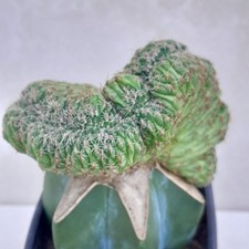 Sulcorebutia Canigueralii