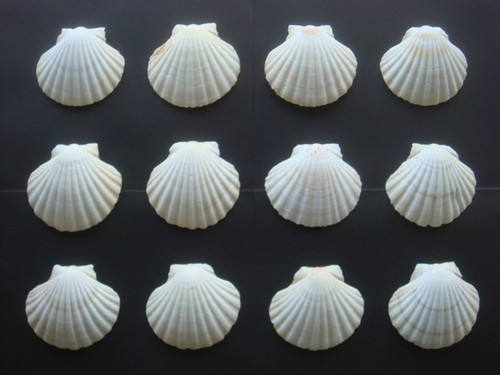 Lot coquilles saint - 12,
