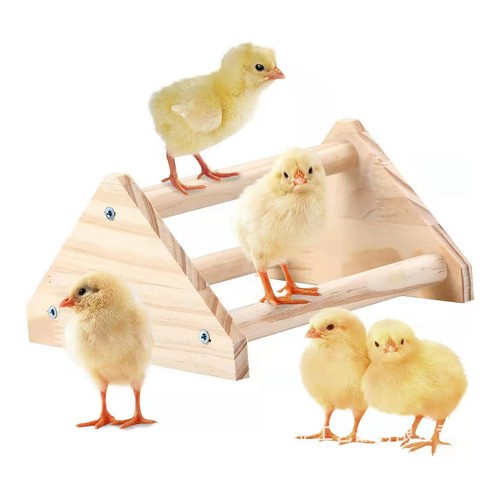 Poulet perchoir poussin jungle - poulet,