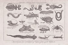 Insectes Insectes Scarabées