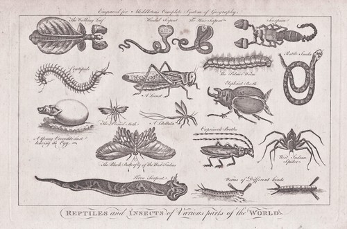 Insectes scarabées - insectes,