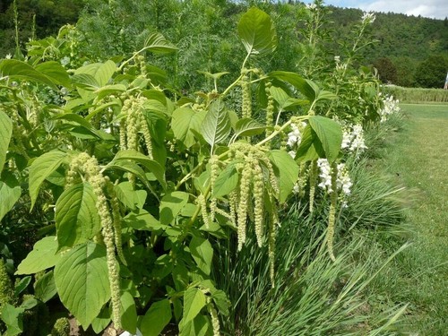 Amaranth green cascade - cascade,