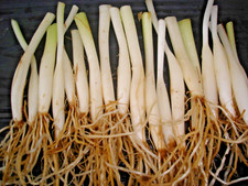 25 bulbes d'ail des ours ( cultivé en permaculture BIO)