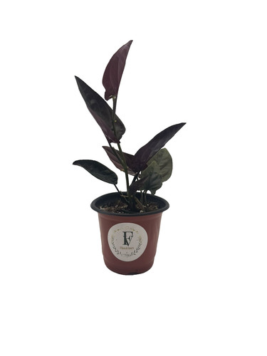 Syngonium red arrow live - red, plant