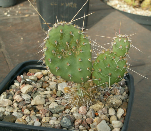 Opuntia snake river - opuntia, x