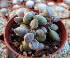 ADROMISCHUS LITTLE SPHEROIDES