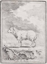 Dessin De Brebis Zoologie