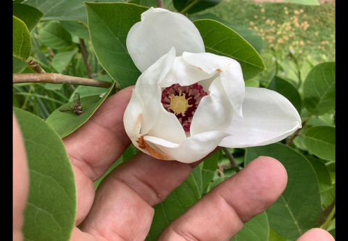 Graines magnolia - 10, de