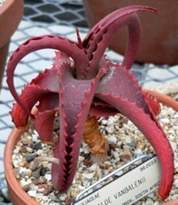 RARE 8 graines d' ALOE