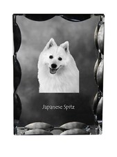 Spitz japonais cadre en