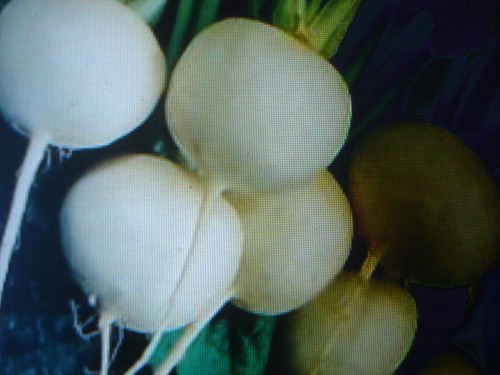 500 graines navet boule de - 500,