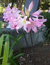 8 Amaryllis Belladonna - Pink