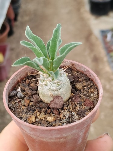 Pachypodium namaquanum - , /