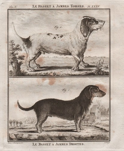 Basset hound chien - hound,