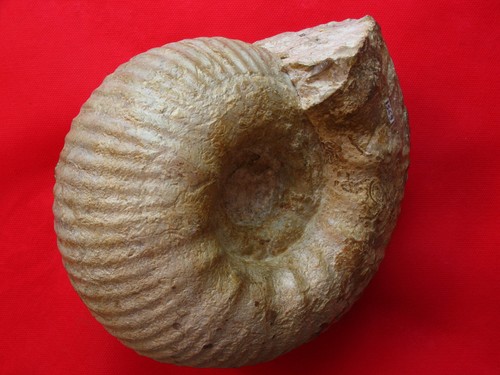 Ammonite kimméridgien - ammonite, du