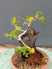 BONSAÏ DE bougainvillier 27 x