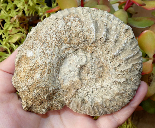 Grande ammonite fossile france - grande,
