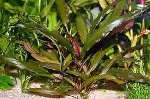 Cryptocoryne wendtii brown 1 - brown,