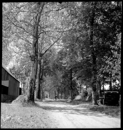 Paysage chemin arbres