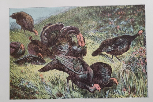 Dindons oiseaux ornithologie