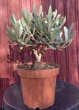 PRÉ BONSAÏ OLIVIER EUROPEA