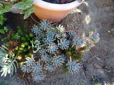 lot 10succulentes  variées,façiles  vivre tres peu d arrosage jardiniére  vasque