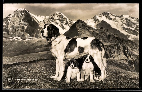 Carte postale saint - carte, saint-bernard
