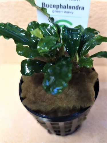 Bucephalandra green wavy - bucephalandra,