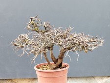 Pré-bonsaï De Prunus Spinosa