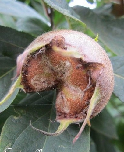 Neflier mespilus - neflier,