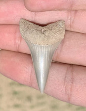 Carcharodon hastalis Extinct