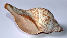 SHELLS - TULIP FASCIOLARIA - 118.50mm