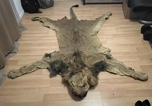 Peau lion - peau, (tapis)