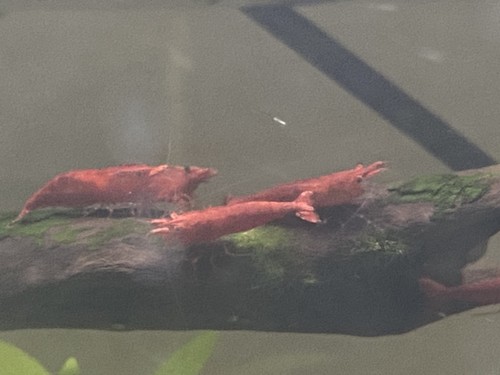 Crevettes red cherry 1 - red, 14+1