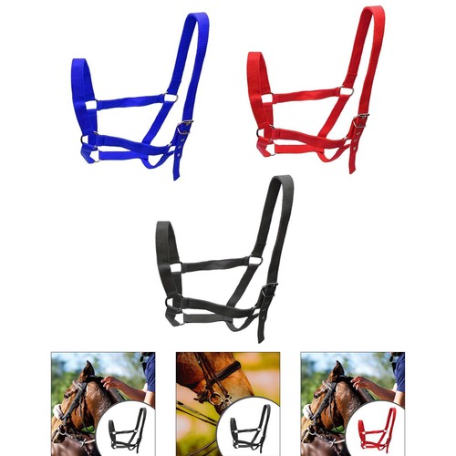 Licol cheval harnais - licol,