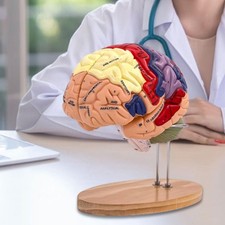 Modèle de cerveau humain
