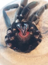 Unique Cabinet of Curiosities Piece - Authentic Mygale Mue Under Bell