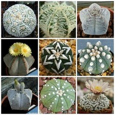 10 graines d'Astrophytum MIX