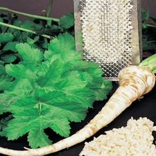 Raifort vivace Légume Épice